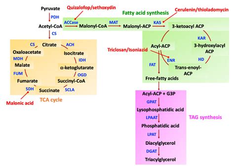 Schematic Of The Lipid Biosynthesis Pathway In Microalgae And Yeasts ...