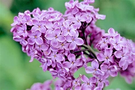 Common Purple Lilac Facts | Arbor Hills Tree Farm | Omaha, NEArbor Hill ...