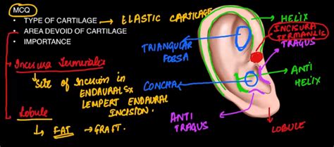 Anatomy OF External Ear and its Diseases - NEET PG - www.MedicalTalk.Net the Best Medical Forum ...