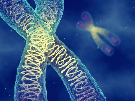 What Are Genes And Chromosomes