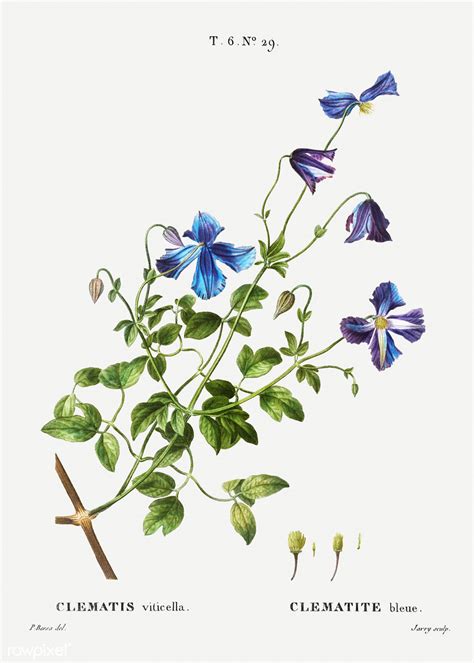 Italian leather flower (Clematis viticella) illustration f… | Flickr