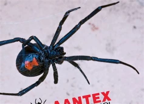 Black Widow Spider Infestation: How to Get Rid of Them