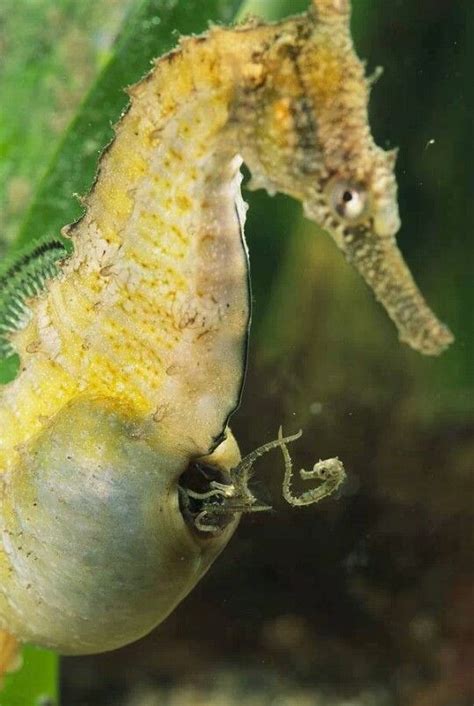 Seahorse giving birth. Awesome!!! | Seahorse, Beautiful sea creatures ...