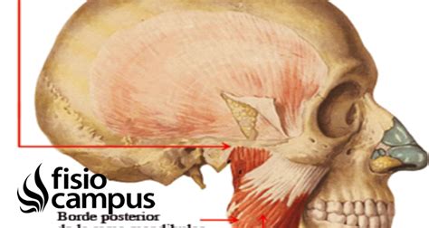 Arco cigomático | Qué es, cómo está formado, ubicación, función y fractura