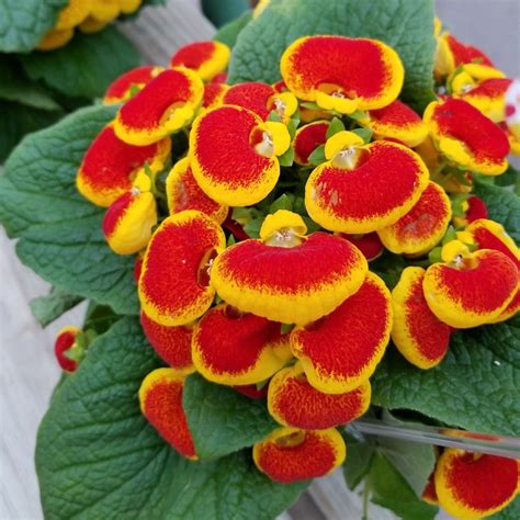 Calceolaria Pocketbook plant | Plants, Fruit, Green