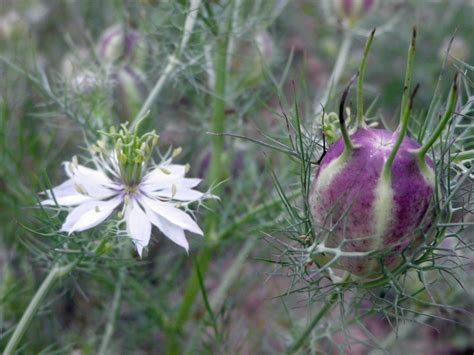 Love-in-a-Mist Mixed Colors Nigella