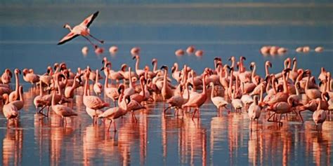 Why Keoladeo Bird Sanctuary Should be in Every Foreign Tourist's Wishlist