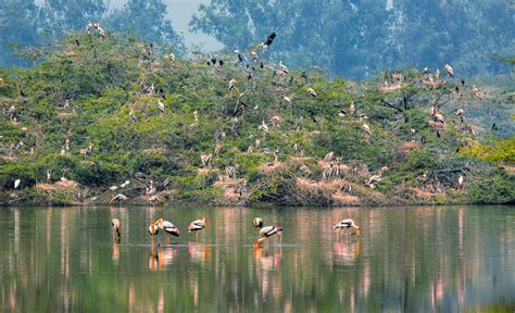 Sultanpur Bird Sanctuary | Bird Watching Destinations Near Delhi