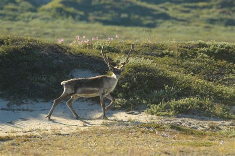 Animals of Greenland - whales, seals, polar bears - [Visit Greenland!]