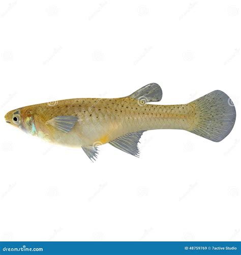 Gambusia stock image. Image of fishbase, algeae, mosquitofish - 48759769