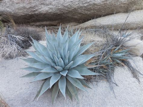 simple desert agave from Granite Mountains on November 21, 2021 at 05: ...