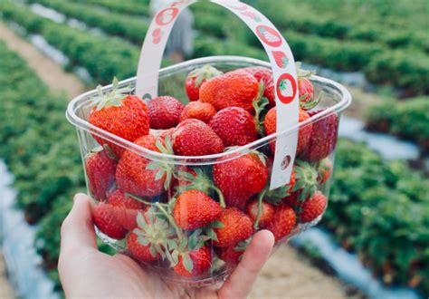 Pick Berries near Me Adelaide: Find the Best Berry Picking Spots