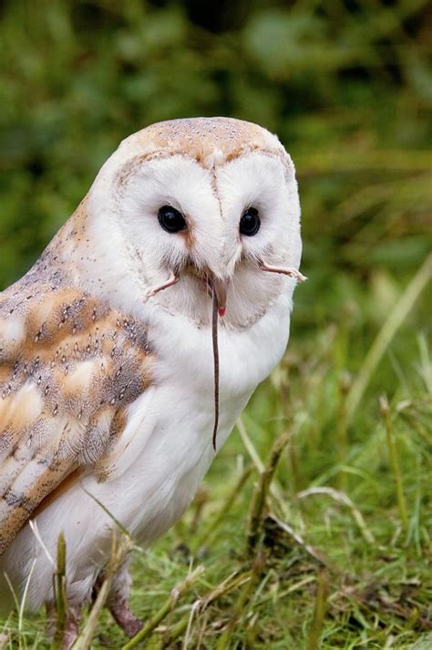 Barn Owl Eating A Mouse Photograph by Steve Allen/science Photo Library - Pixels