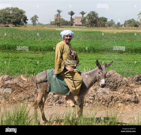 Nile River Egypt Farm Farmer agriculture field old farmer Stock Photo ...