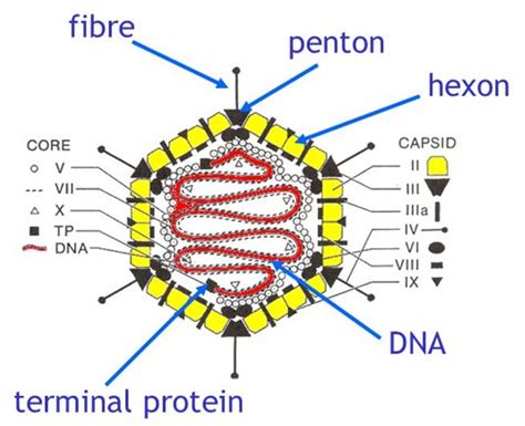 Adenovirus - RinkuConlaoch