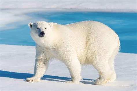 The Largest Polar Bear Weighed as Much a Fishing Boat -Learn 3 Reasons It Grew So Large