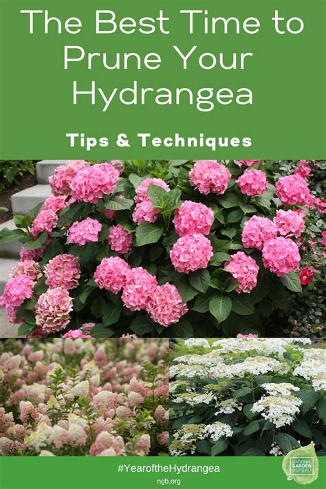 Hydrangea Pruning on Your Mind? - National Garden Bureau