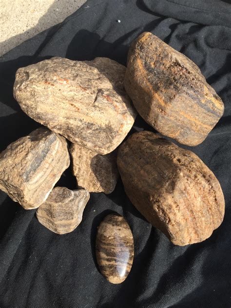 Fossilized stromatolites? Found between Madison and Milwaukee in Wisconsin : fossilid