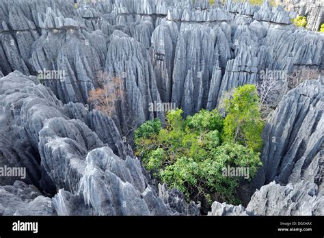 Tsingy, UNESCO World Heritage Site, karst landscape with striking limestone formations, Stone ...