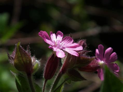 Red Campion Flowers Plant Pink - Free photo on Pixabay - Pixabay