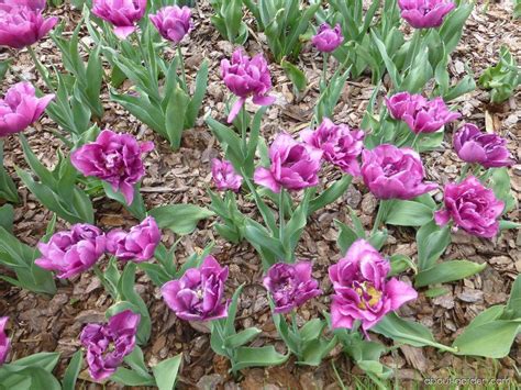 Tulipa Showcase | About-garden.com