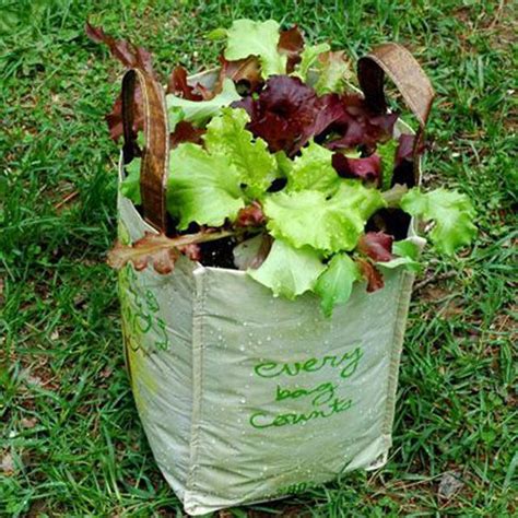 How to Grow Lettuce in a Reusable Grocery Bag