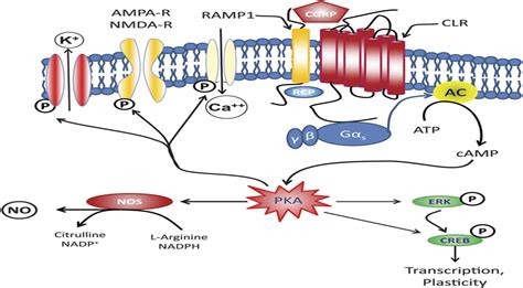 The role of calcitonin gene–related peptide in peripheral an... : PAIN