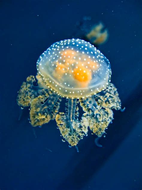 Ridiculously cute jellyfish : aww