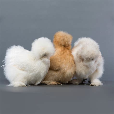 Day-Old Chicks: Silkie Bantam Assortment | Silkie chickens baby, Pet ...