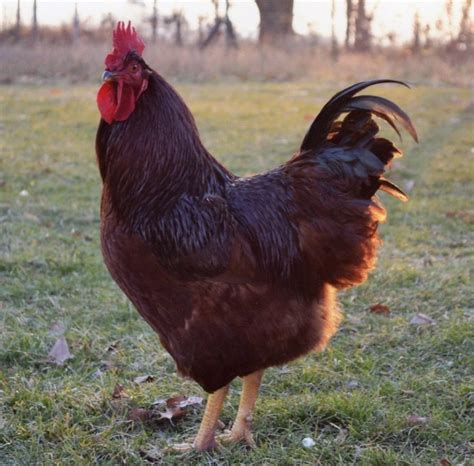 Rhode Island Red Chickens For Sale | Chickens For Backyards