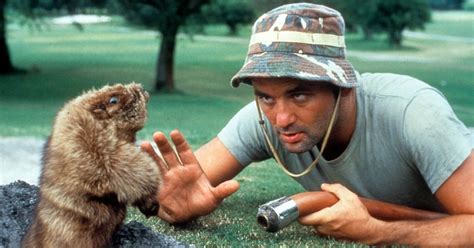 Bill Murray's 25 Best Movies, Ranked by Rotten Tomatoes