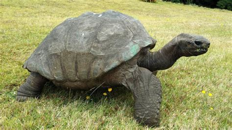 Meet Jonathan, St Helena's 182-year-old giant tortoise - BBC News