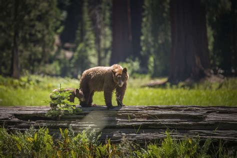 Land of Giants: 10 Facts About Sequoia National Park