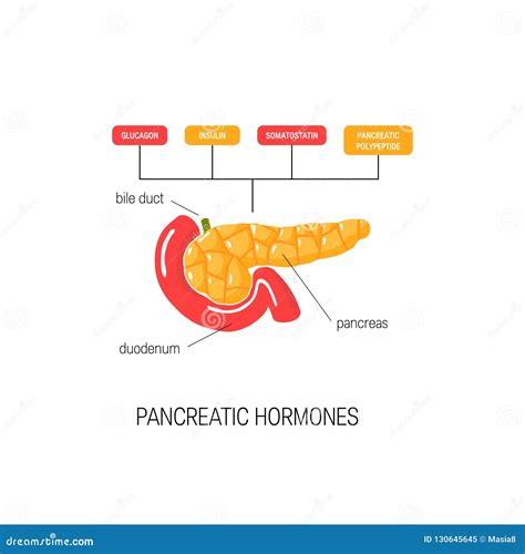 Pancreatic Secretion Illustration Cartoon Vector | CartoonDealer.com ...