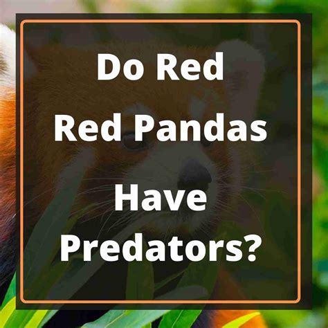 Does The Red Panda Have Any Predators?