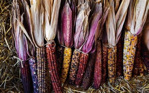 The 11 Best Sweet Corn Varieties To Grow In Your Garden - Gardening Chores