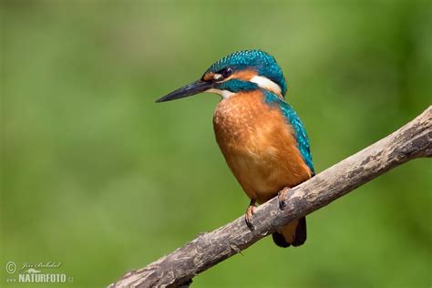 Common Kingfisher Photos, Common Kingfisher Images, Nature Wildlife Pictures | NaturePhoto