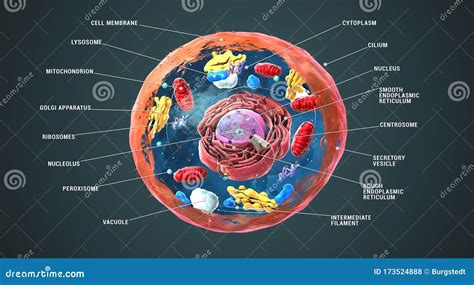 Lysosomes Of The Cell. Vector Illustration | CartoonDealer.com #233394508