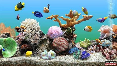 Fish Aquarium Wallpapers - Top Free Fish Aquarium Backgrounds ...