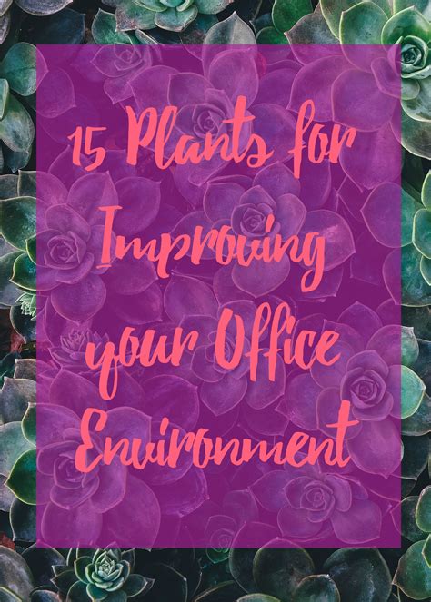 15 Plants for Improving your Office Environment - Ali The Happy VA