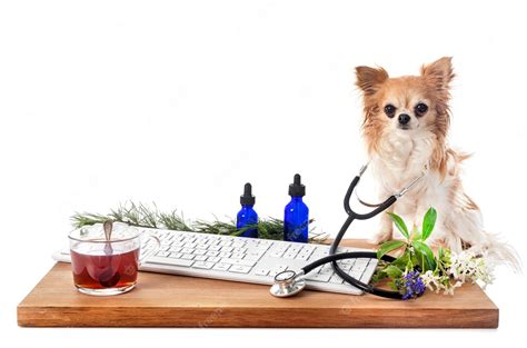 Premium Photo | Chihuahua, keyboard and stethoscope in front of white background