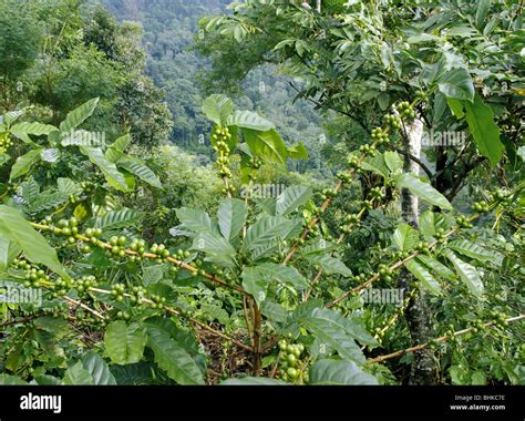 El Salvador. Coffee height in Apaneca. Coffee fields. Raw coffee Stock Photo - Alamy