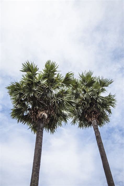 Toddy palm stock photo. Image of high, green, isolated - 248567428