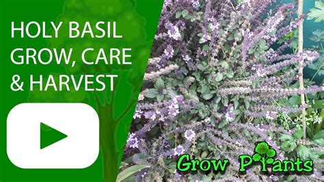 Holy basil - grow, care, harvest & eat (Attract Pollinators to the garden) - YouTube