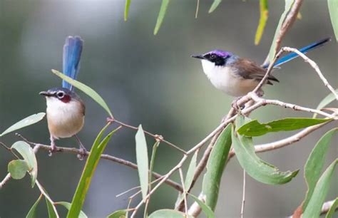 Purple-crowned fairywren - Facts, Diet, Habitat & Pictures on Animalia.bio