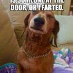 Skeptical dog Meme Generator - Imgflip