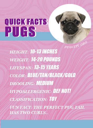 Pug Facts and Info EVERYTHING GUIDE — WEIRD WORLD