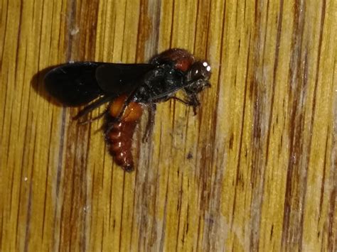 Male velvet ant - PEST CONTROL CANADA