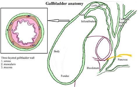 Figure 1 from What to analyse and report in imaging of gallbladder wall thickening | Semantic ...