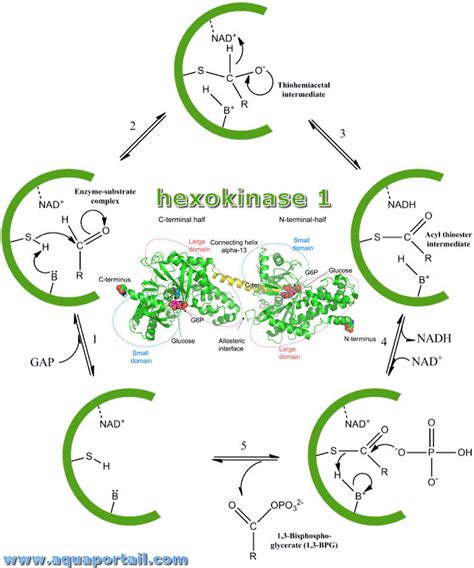 Hexokinase : définition et explications